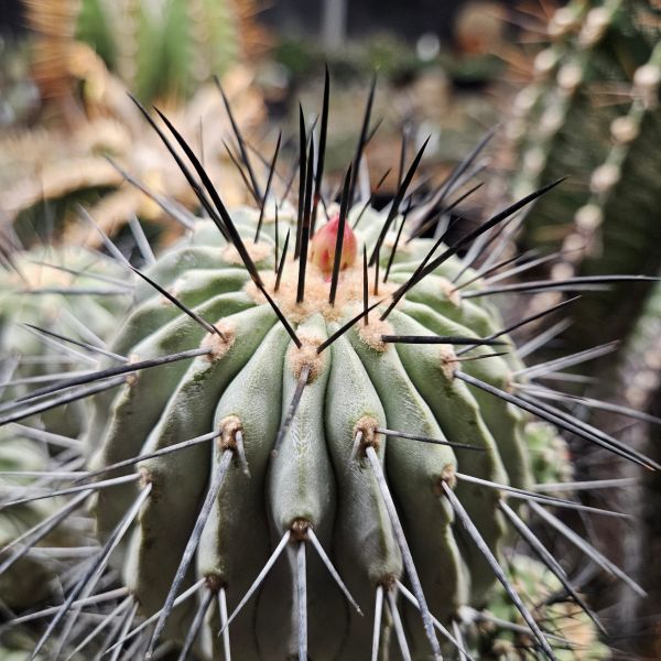 Copiapoa cinerea var. dealbata / longispina KK 609